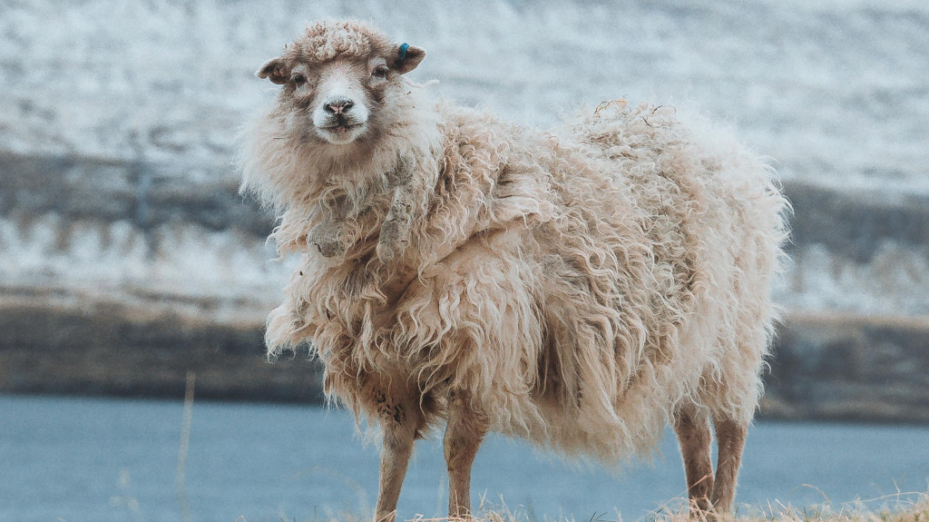 mouton dans un paysage hivernal